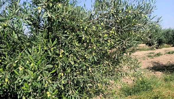 Olive tree branches with green olives growing on them in a field. - Olive Oil Times