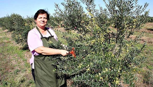 A woman in an apron harvesting olives from a tree in an olive grove. - Olive Oil Times