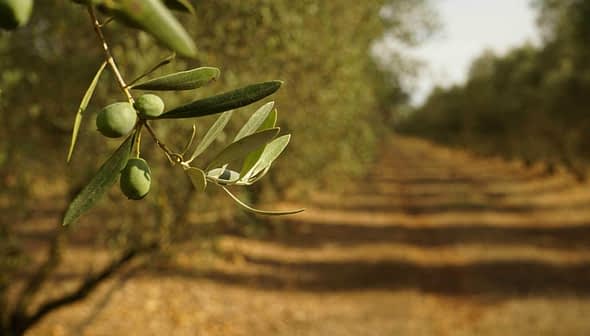 Close-up of an olive tree branch featuring green olives and leaves in a blurred orchard background. - Olive Oil Times