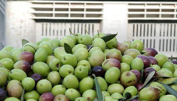 A pile of green and purple table olives with leaves in a container. - Olive Oil Times