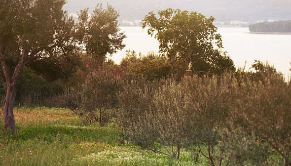 Olive trees in a grove with green grass and a body of water in the background. - Olive Oil Times