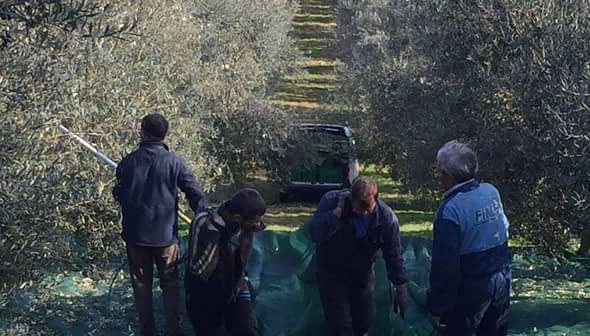 Four individuals harvesting olives in an olive grove with nets on the ground. - Olive Oil Times
