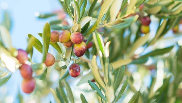 Close-up of an olive branch featuring ripening olives in various colors. - Olive Oil Times