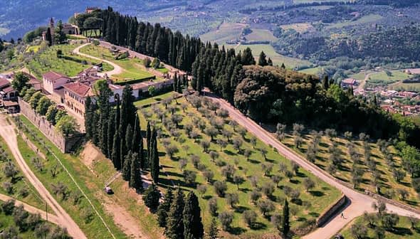 Aerial view of an olive grove with trees and a hillside landscape in the background. - Olive Oil Times