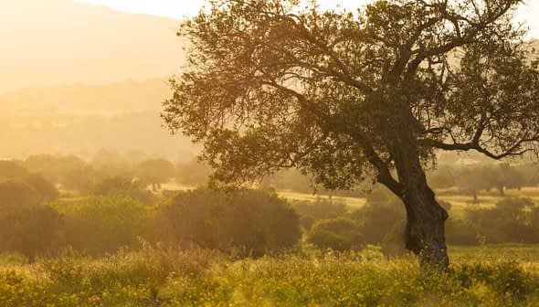 A solitary olive tree stands in a field during sunset, with soft golden light illuminating the landscape. - Olive Oil Times