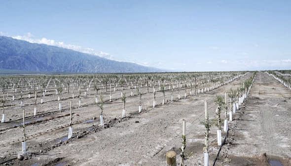 A row of young trees planted in an agricultural field with mountains in the background. - Olive Oil Times