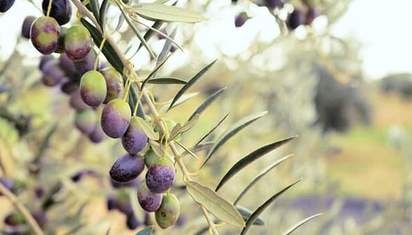 Close-up of an olive branch with clusters of ripe olives in various shades of green and purple. - Olive Oil Times
