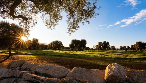 Sunlight filtering through olive trees in a grove during sunset with a grassy field. - Olive Oil Times