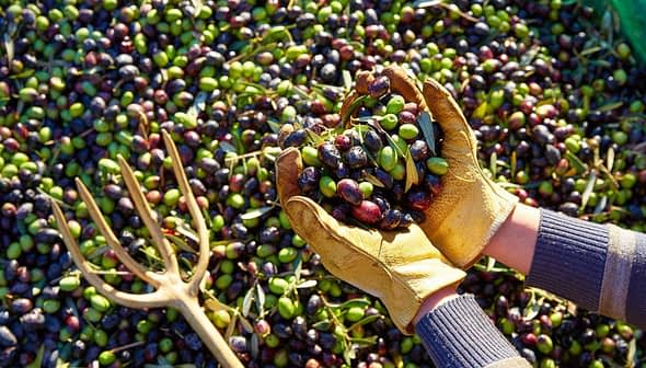 Person wearing gloves holding a mix of green and black olives above a pile of olives on the ground. - Olive Oil Times