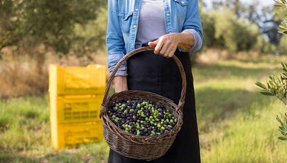 Person holding a woven basket filled with green and black olives in an outdoor setting. - Olive Oil Times