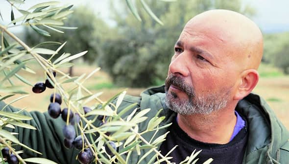 Man inspecting an olive branch with ripe olives in an olive grove. - Olive Oil Times