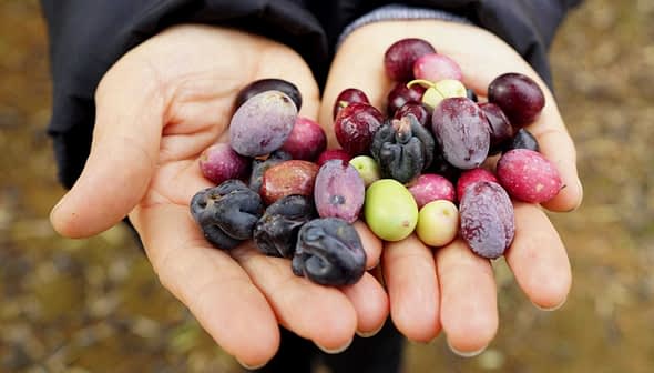 Two hands holding a variety of olives in different colors and sizes. - Olive Oil Times