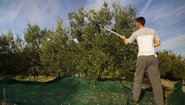 Person using a pole to harvest olives from an olive tree with a green tarp below. - Olive Oil Times