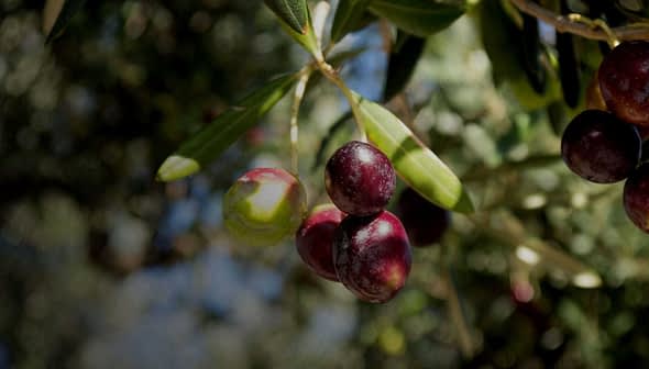 Close-up of an olive branch featuring ripe and unripe olives in various colors. - Olive Oil Times