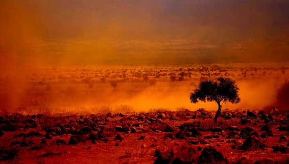 A solitary olive tree stands in a dusty landscape with a reddish hue and rocky terrain. - Olive Oil Times