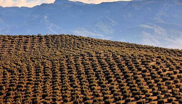 Aerial view of a vast olive grove with rows of olive trees on rolling hills. - Olive Oil Times