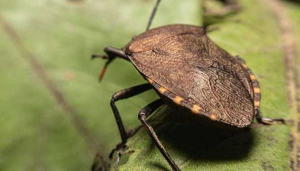 A close-up view of a brown bug resting on a green leaf with visible texture. - Olive Oil Times