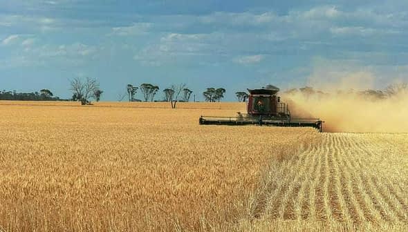 A combine harvester working in a wheat field, with dust being kicked up during the harvest process. - Olive Oil Times