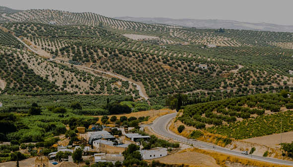 Aerial view of olive groves and a winding road in Baena, Spain, with scattered buildings. - Olive Oil Times