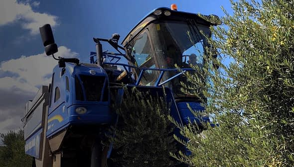 Blue olive harvesting machine working among olive trees in a field. - Olive Oil Times