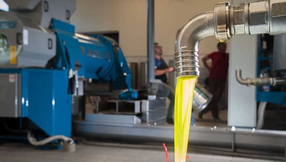 Olive oil flowing from a metal pipe during the extraction process in a facility. - Olive Oil Times