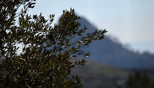 Close-up of an olive tree branch with a mountain in the background. - Olive Oil Times
