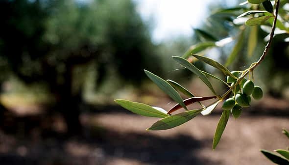 Close-up of an olive tree branch featuring green olives and elongated leaves. - Olive Oil Times