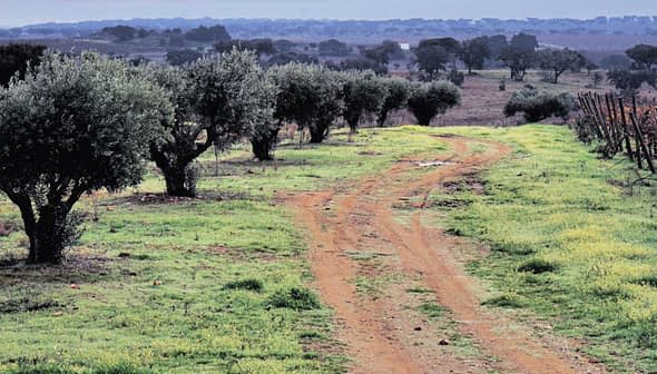 Dirt pathway winding through an olive grove with trees on either side. - Olive Oil Times