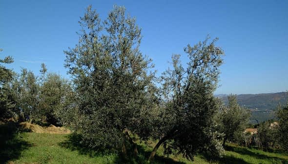 Two olive trees with silver-green leaves in a clear blue sky setting. - Olive Oil Times