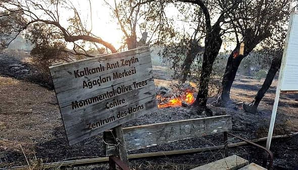 Wooden sign for the Monumental Olive Trees Centre near burning olive trees in a field. - Olive Oil Times