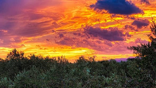 A vibrant sunset with orange and purple hues over a landscape of olive trees. - Olive Oil Times