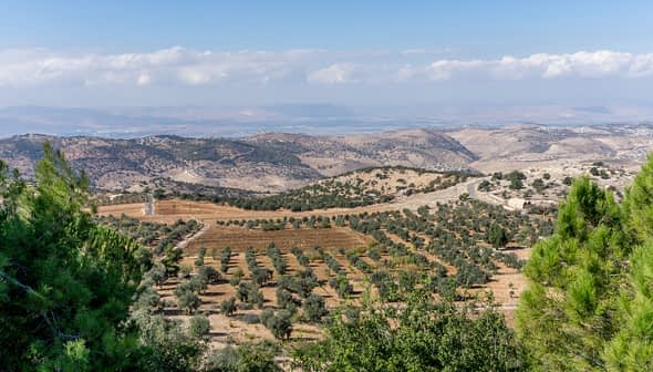 A panoramic view of an olive grove with rolling hills and distant mountains under a cloudy sky. - Olive Oil Times