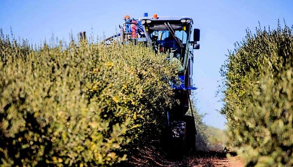A tractor equipped for olive harvesting working between rows of olive trees in a field. - Olive Oil Times