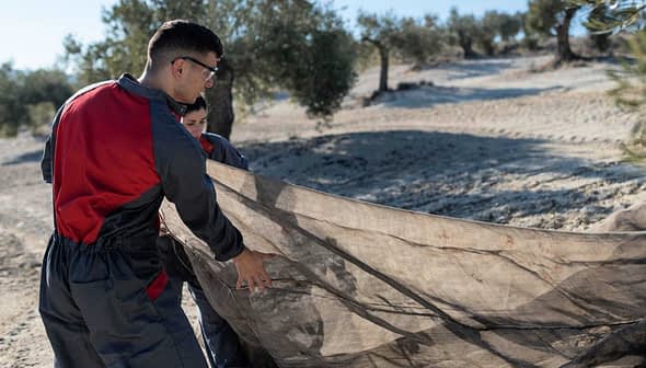 Two individuals in protective gear gathering olives using a large net in an olive grove. - Olive Oil Times