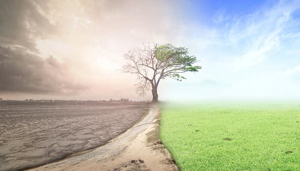 A single tree stands between two contrasting landscapes: one dry and cracked, the other lush and green. - Olive Oil Times