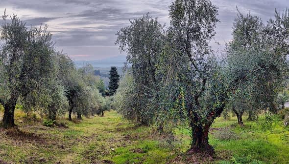 Panoramic view of an olive grove with several olive trees in a field. - Olive Oil Times
