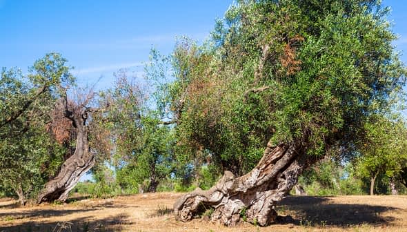 Several olive trees with twisted trunks in a sunlit field under a clear blue sky. - Olive Oil Times