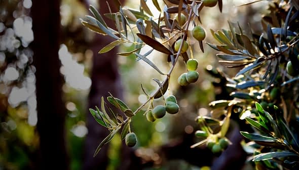 Close-up of an olive tree branch featuring green olives and leaves in natural light. - Olive Oil Times