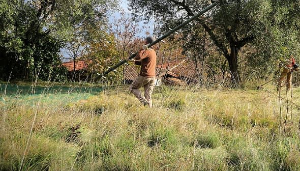 Individual holding a long pole while standing in a grassy field with trees in the background. - Olive Oil Times