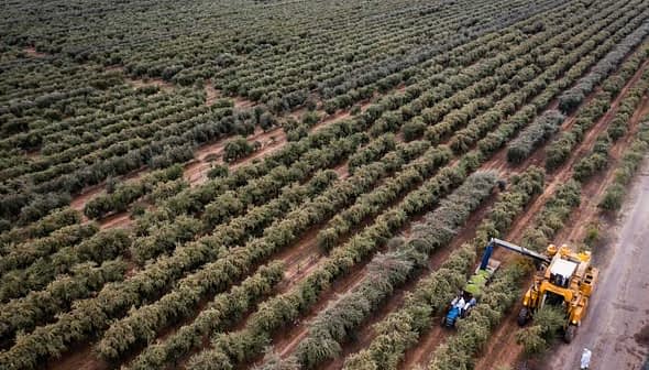 A harvesting machine collecting olives in a large olive grove with rows of olive trees. - Olive Oil Times