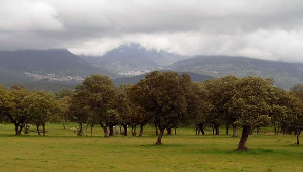 A field with several oak trees and mountains partially covered by clouds in the background. - Olive Oil Times