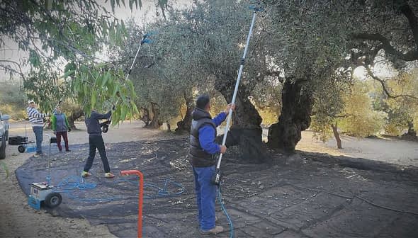 Workers using poles to harvest olives from trees in an olive grove. - Olive Oil Times