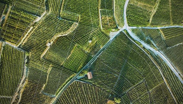 Aerial view of neatly arranged vineyards with rows of grapevines and dirt paths. - Olive Oil Times
