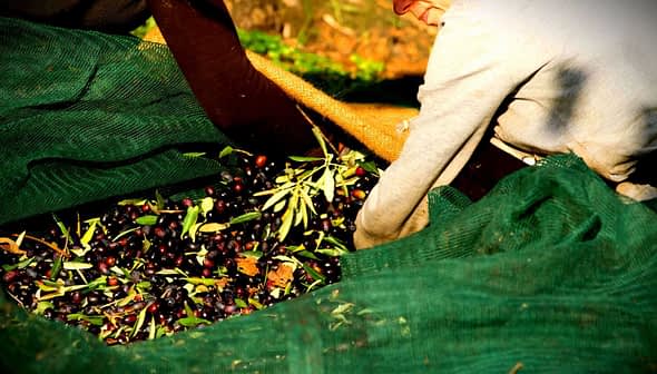 Person collecting olives from a large green net during the harvesting process. - Olive Oil Times