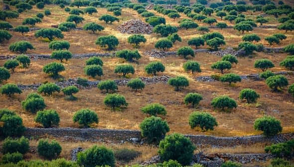 Aerial view of a sprawling olive grove with neatly arranged trees and stone walls. - Olive Oil Times