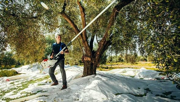 A man using a long pole to harvest olives from an olive tree in an orchard. - Olive Oil Times