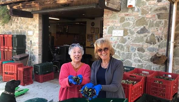 Two women holding a handful of olives while sorting them in a processing area. - Olive Oil Times