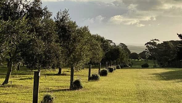 Row of trees in an orchard with grass in the foreground and cloudy sky in the background. - Olive Oil Times