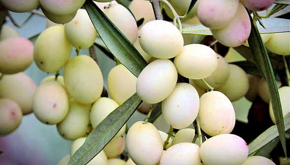 A cluster of green and yellow olive fruits hanging from a branch with leaves. - Olive Oil Times