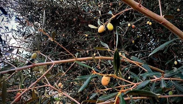 Branch of an olive tree featuring green olives among leaves in a natural setting. - Olive Oil Times